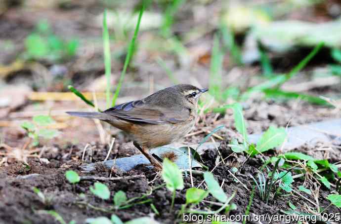北京天坛公园的鸟类——巨嘴柳莺（5）