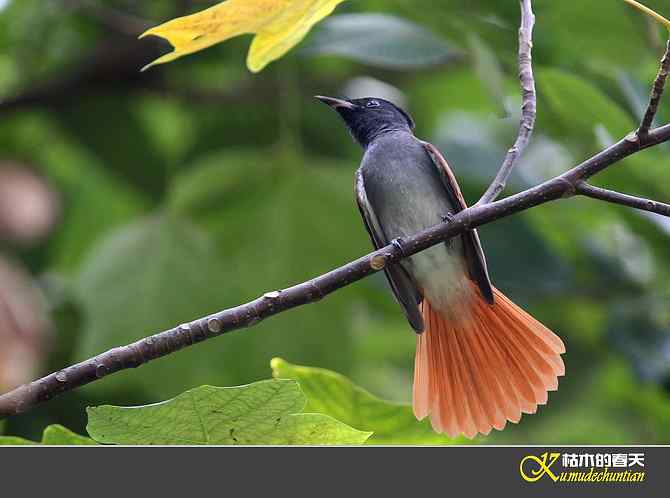 也拍鈥準俅潯菊掌