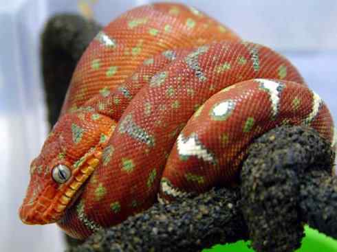 龙：传说的兽原型探秘（树蚺类）