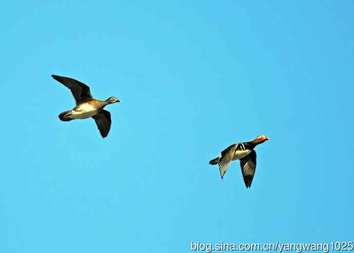 热恋季节的鸳鸯