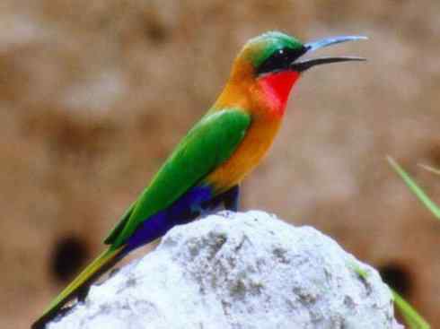 绝色攀禽：佛法僧目之蜂虎4