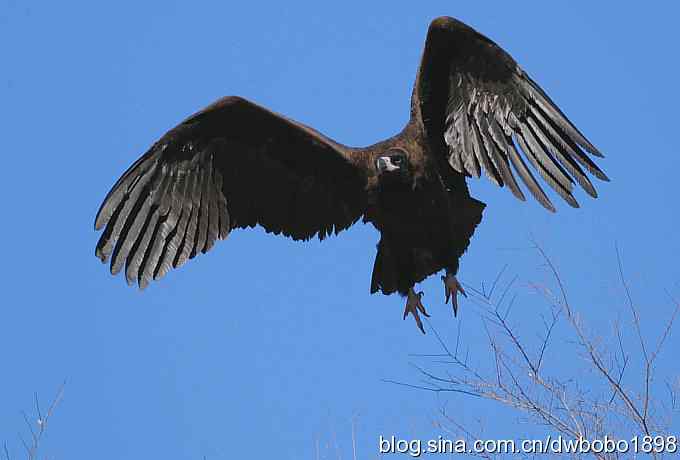 再访三爷庙 生擒座山雕