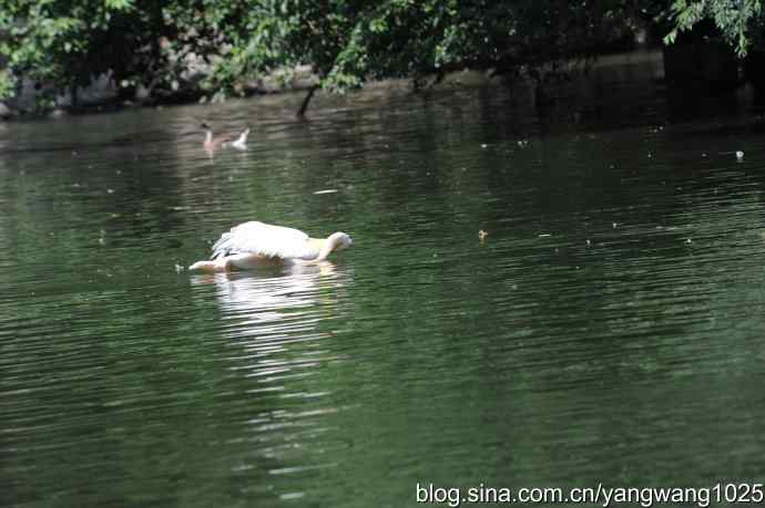 夜鹭与鹈鹕（抓拍）