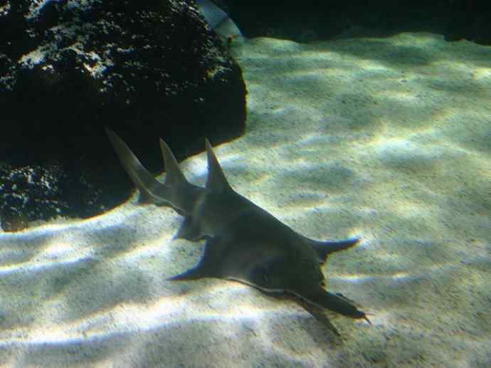 鱼类活化石:锯鳐 鱼类活化石:锯鳐