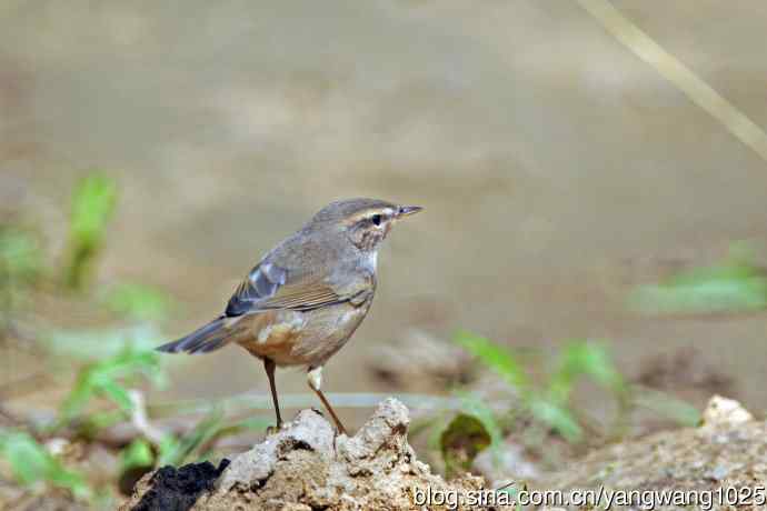 褐柳莺(9) 褐柳莺(9)