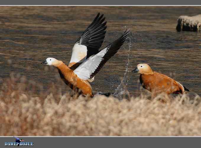 赤麻鸭起飞瞬间