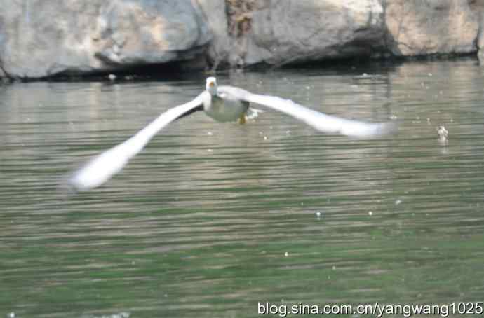 飞（斑头雁、野鸭）
