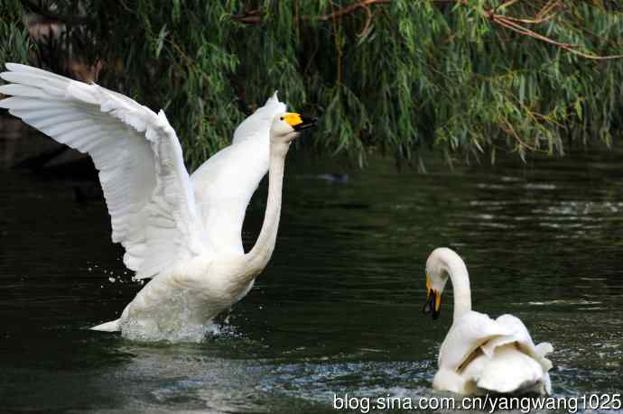 白天鹅之舞（5）