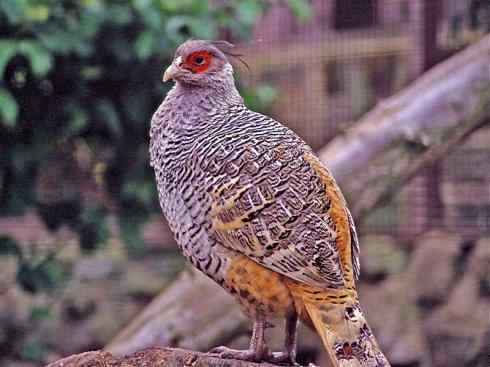 凤凰:传说中的鸟原型探秘(大眼斑雉) 凤凰:传说中的鸟原型探秘(大眼斑雉)