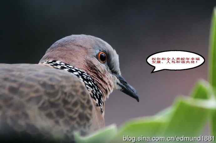 珠颈斑鸠来贺岁-闹市十五楼花架奇事续集