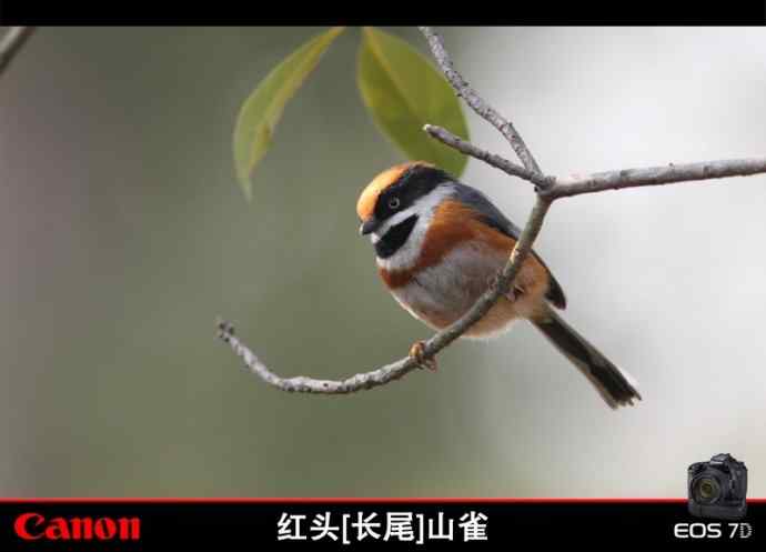 在无锡记录到的几种山雀科的鸟