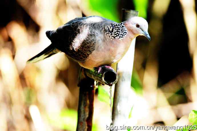 饮水的珠颈斑鸠（续）