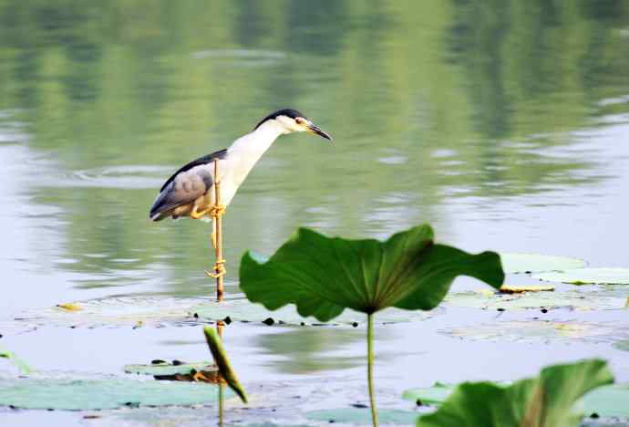 北海公园的夜鹭（呆版）1