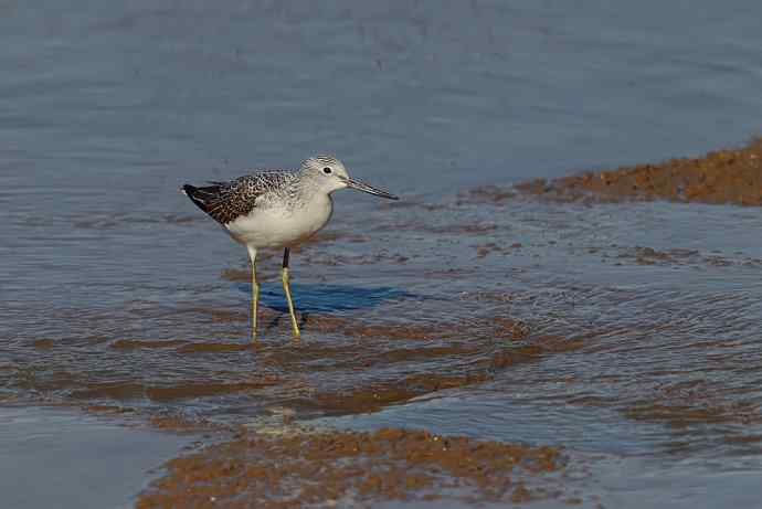 大美盘锦的风光和野鸟 大美盘锦的风光和野鸟