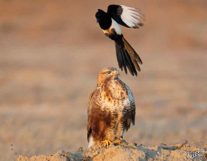 官厅水库&nbsp;wbr路&nbsp;wbr被喜鹊驱赶的毛脚鵟