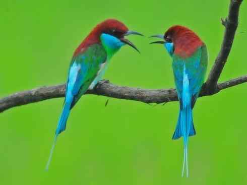 绝色攀禽：佛法僧目之蜂虎2