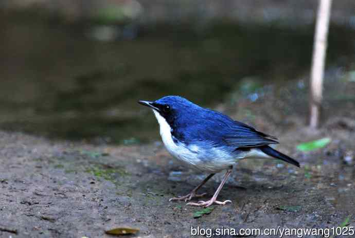 雄性蓝歌鸲（2）