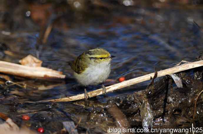 喝水的黄腰柳莺（1）