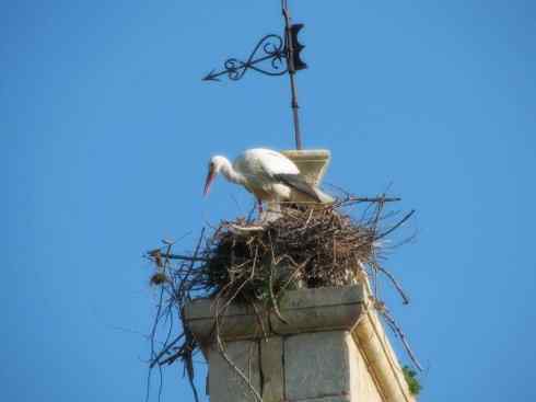 另类鸟类建筑师之一（白鹳、秃鹳）