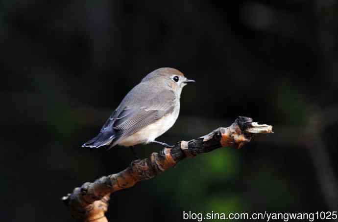 红喉姬鹟（13）