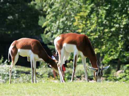 麒麟：传说的兽原型探秘（鹿羚）