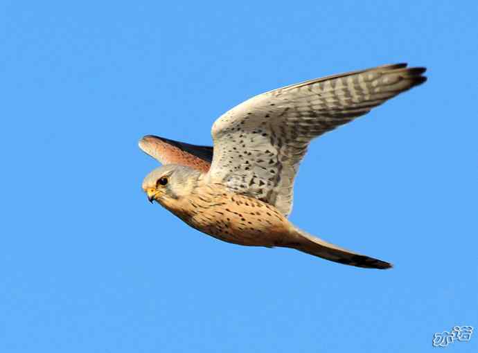 官厅水库&nbsp;wbr路&nbsp;wbr风中悬停的红隼