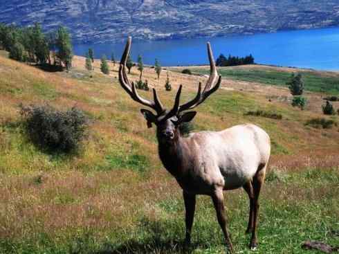 麒麟：传说的兽原型探秘（麋鹿）