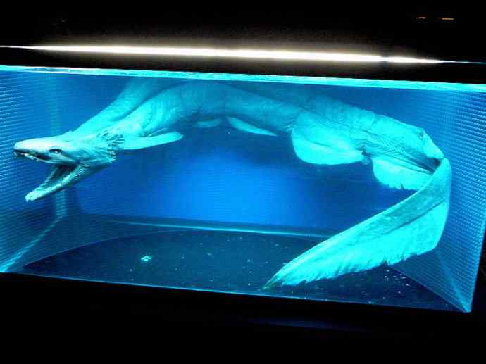 鱼类活化石：皱鳃鲨