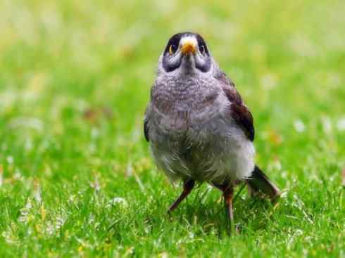 雀鸟也彪悍：鸟中恶霸（黑头矿鸟）