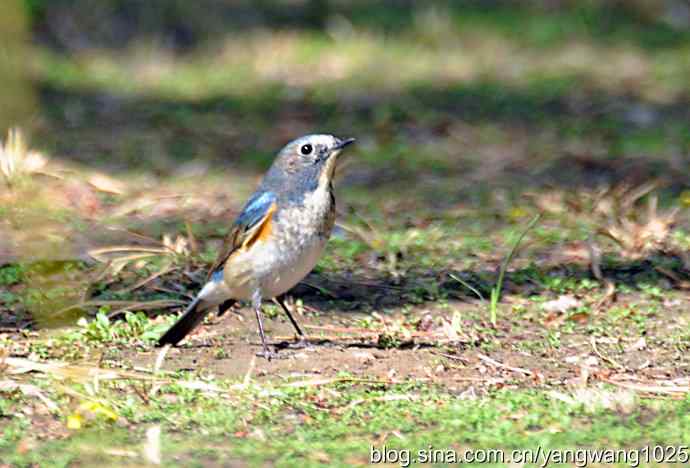 洗浴与梳理（纪实）