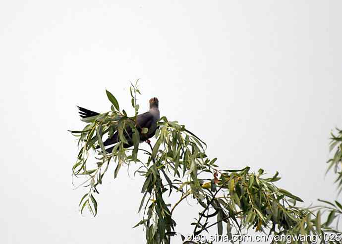 布谷鸟（记录版）