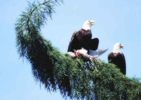 白头鸟系列：另类的美丽（白头海雕）