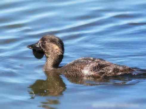 猎奇：十大奇异的雁鸭之四（树鸭、麝鸭）