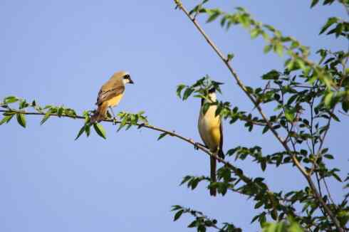 内蒙古鸟类摄影——红尾伯劳