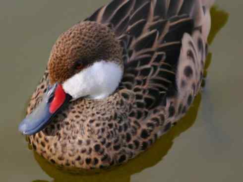 欣赏:美丽的钻水鸭5 欣赏:美丽的钻水鸭5