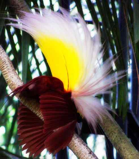 美丽无罪:雀鸟之极乐鸟 美丽无罪:雀鸟之极乐鸟