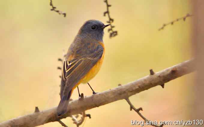 追踪了几个小时的密林精灵鈥斺斃抖詈煳拆叮ㄗ橥迹