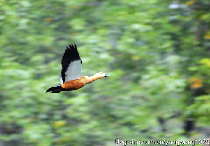 轻雾中的赤麻鸭