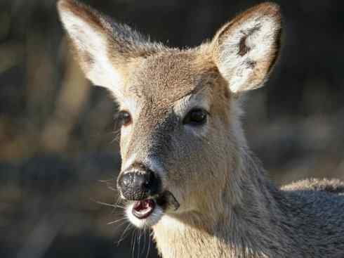 麒麟：传说的兽原型探秘（白尾鹿）