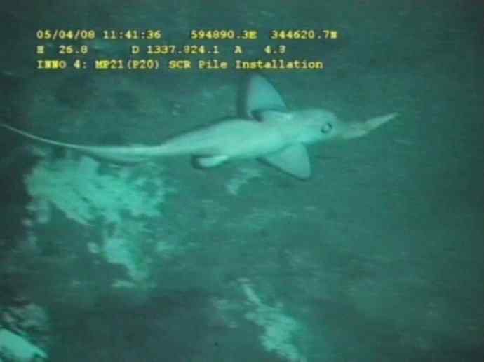 鱼类活化石：长吻银鲛