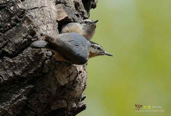 黑头鳾：放飞春天