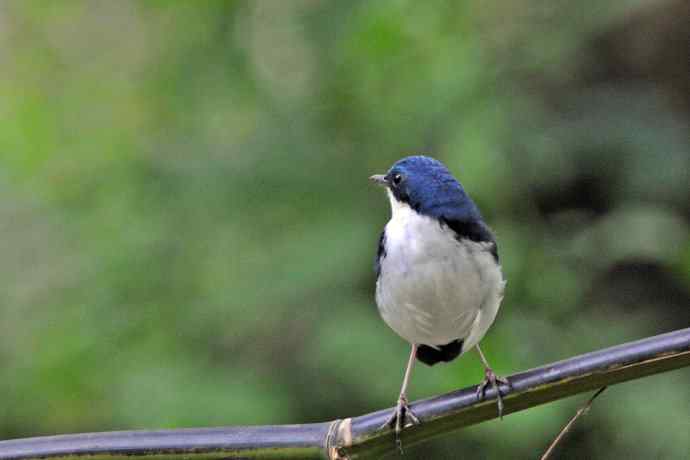 雄性蓝歌鸲（9）