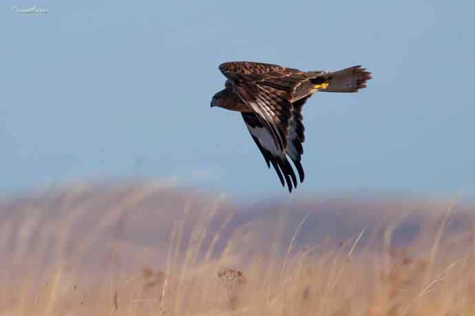 草原追梦. 蓝天鵟影