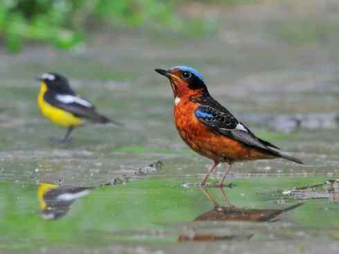 美丽无罪：雀鸟之矶鸫