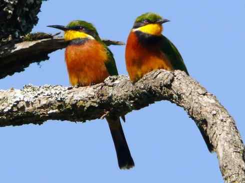 绝色攀禽：佛法僧目之蜂虎4