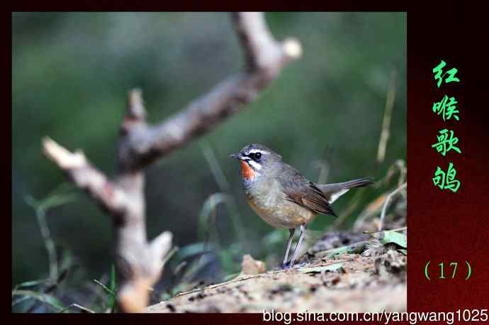 红喉歌鸲（17）
