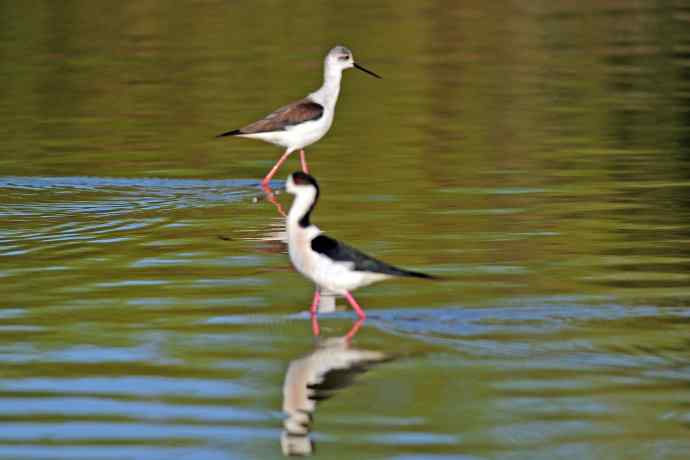 黑翅长脚鹬（4）