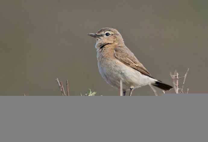 悬停，是一种尽职尽责（组图，22张图片）