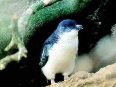 鸟类之最:巴布亚企鹅 鸟类之最:巴布亚企鹅