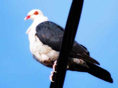 白头鸟系列：另类的美丽11（鸠鸽）